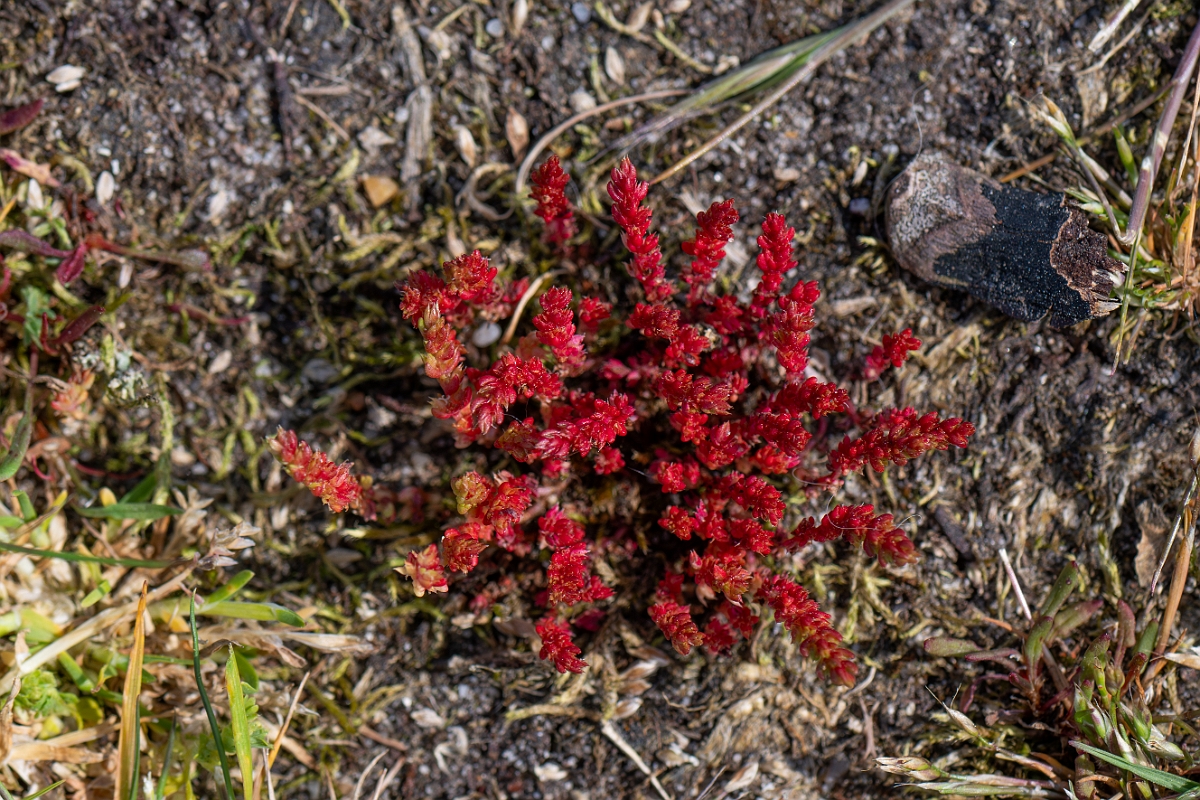 David Plant Photography - Wildlife Photography - Mossy stonecrop - E.jpg - Mossy stonecrop - Norfolk