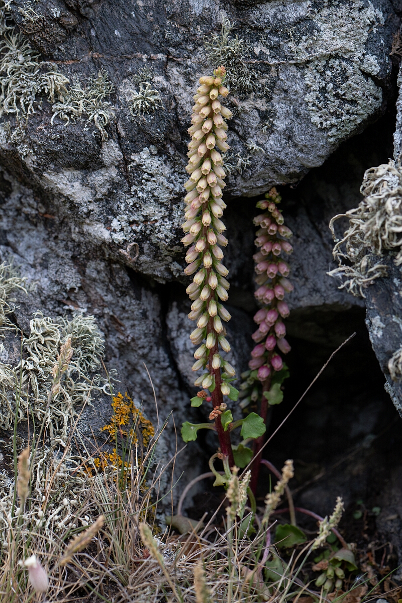 David Plant Photography - Wildlife Photography - Navelwort - A.jpg - Navelwort - Cornwall