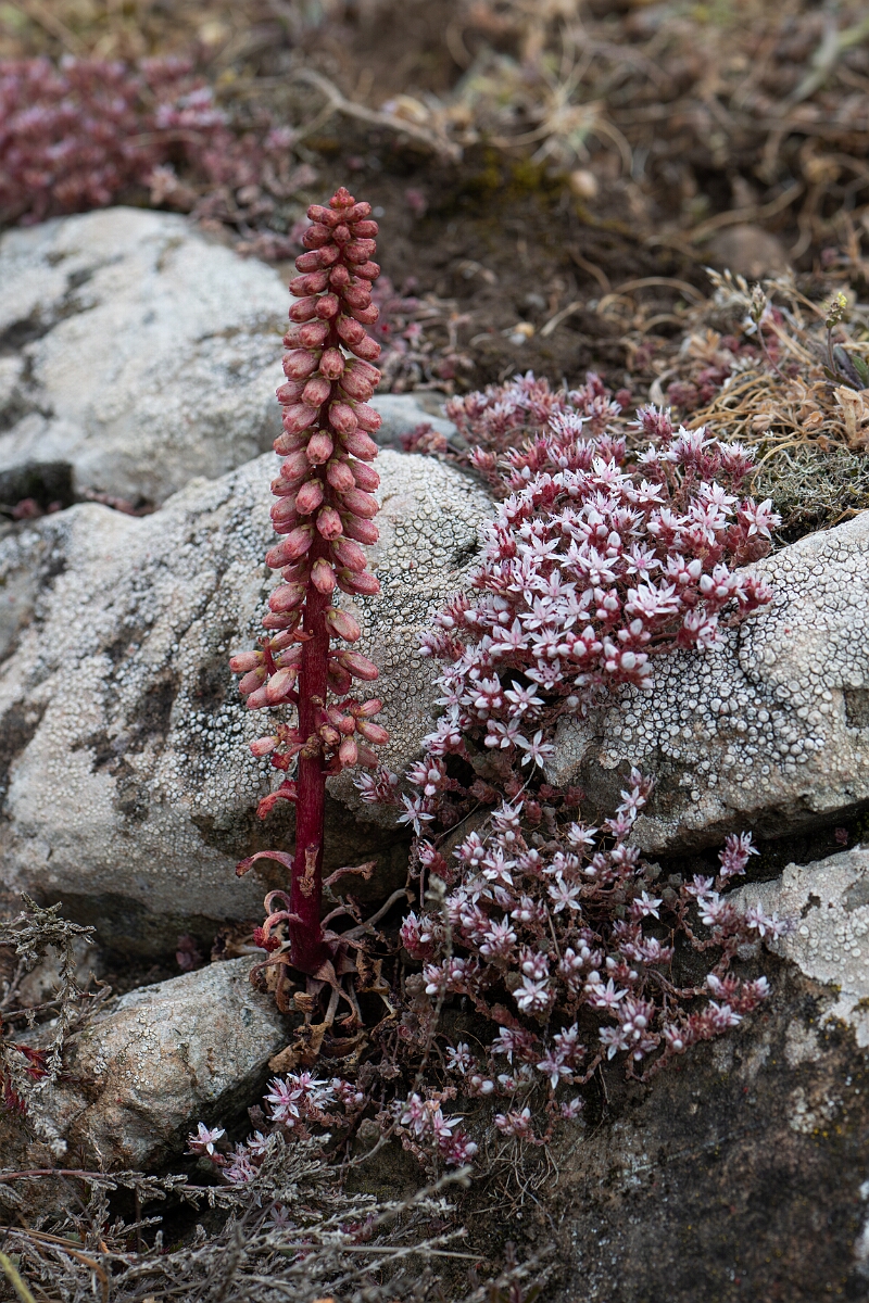 David Plant Photography - Wildlife Photography - Navelwort - E.jpg - Navelwort - Cornwall