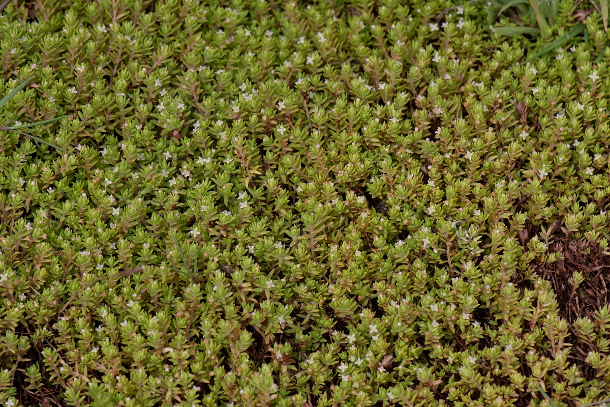 David Plant Photography - Wildlife Photography - New Zealand pigmyweed - A.jpg - New Zealand pigmyweed - Kent