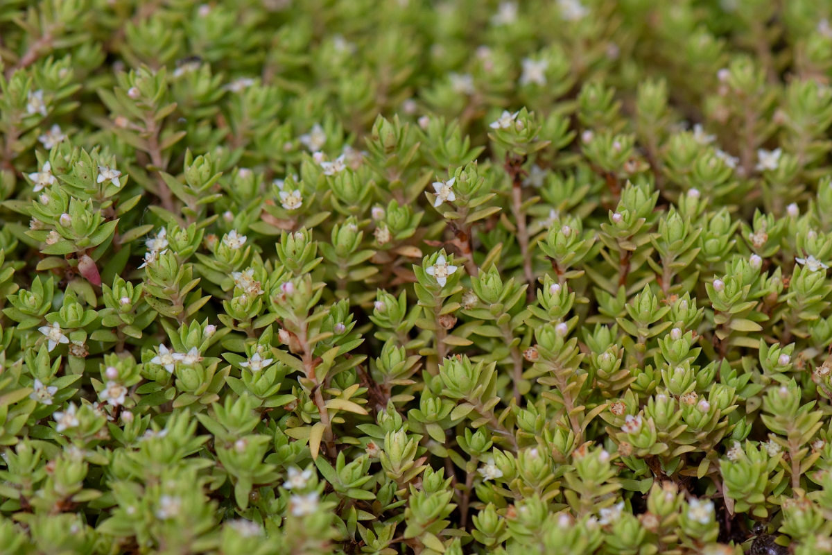 David Plant Photography - Wildlife Photography - New Zealand pigmyweed - B.jpg - New Zealand pigmyweed - Kent