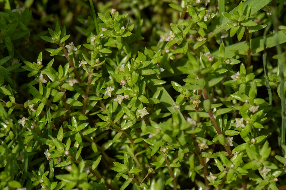 David Plant Photography - Wildlife Photography - New Zealand pigmyweed - C.JPG - New Zealand pigmyweed - Oxfordshire