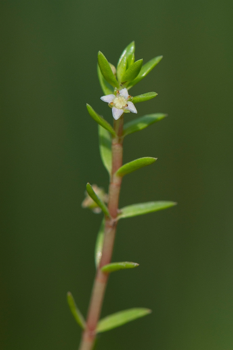 David Plant Photography - Wildlife Photography - New Zealand pigmyweed - D.JPG - New Zealand pigmyweed - Oxfordshire