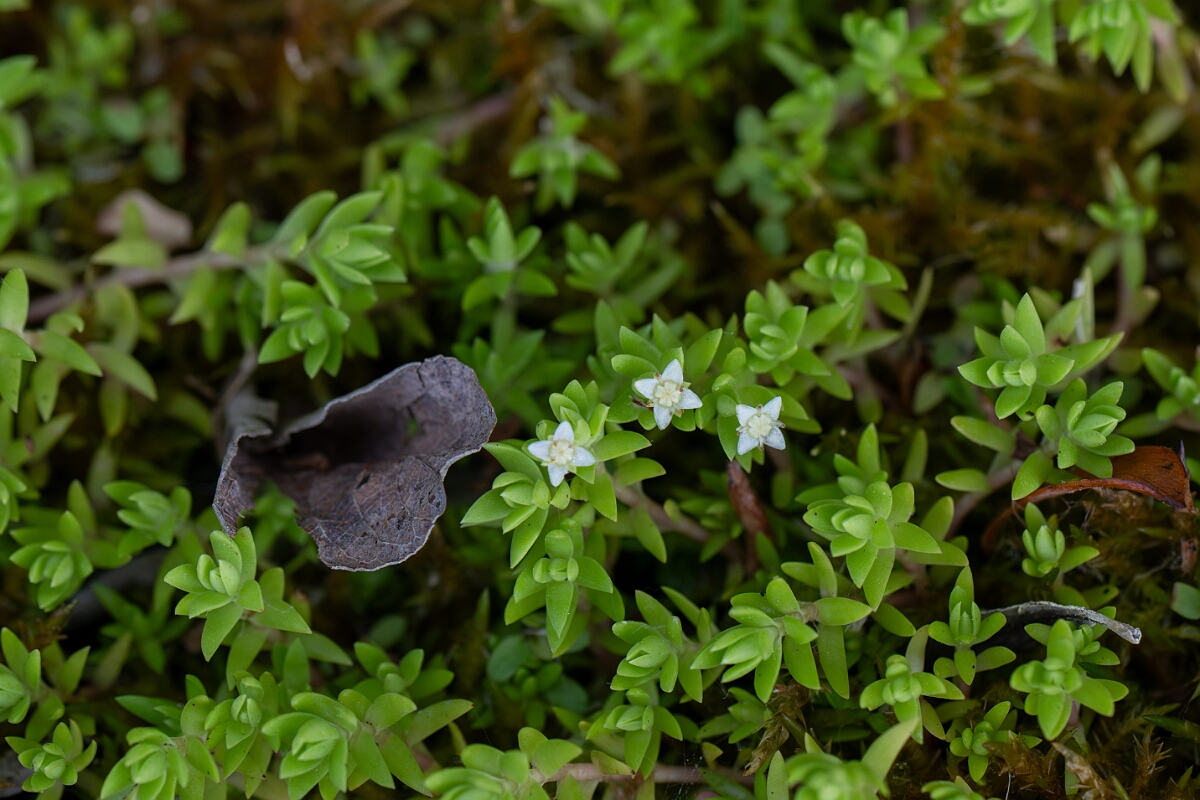 David Plant Photography - Wildlife Photography - New Zealand pigmyweed - E.jpg - New Zealand pigmyweed - Hertfordshire