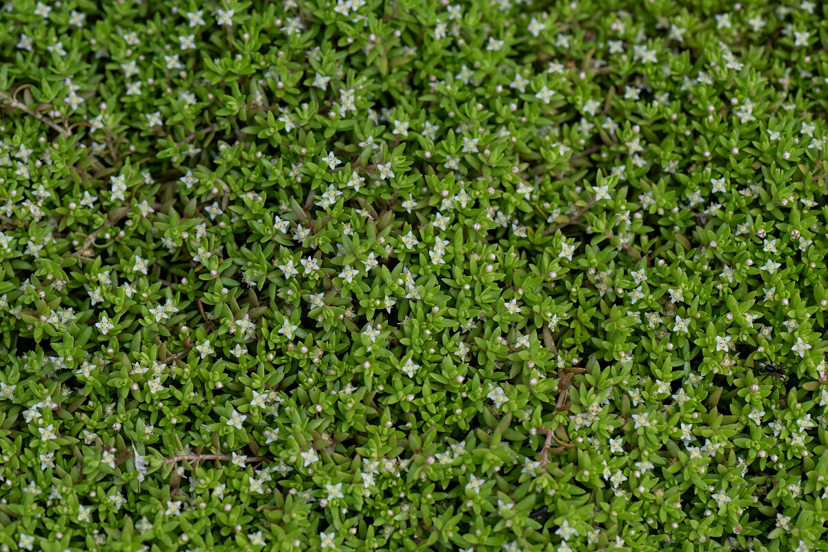 David Plant Photography - Wildlife Photography - New Zealand pigmyweed - F.jpg - New Zealand pigmyweed - Hertfordshire