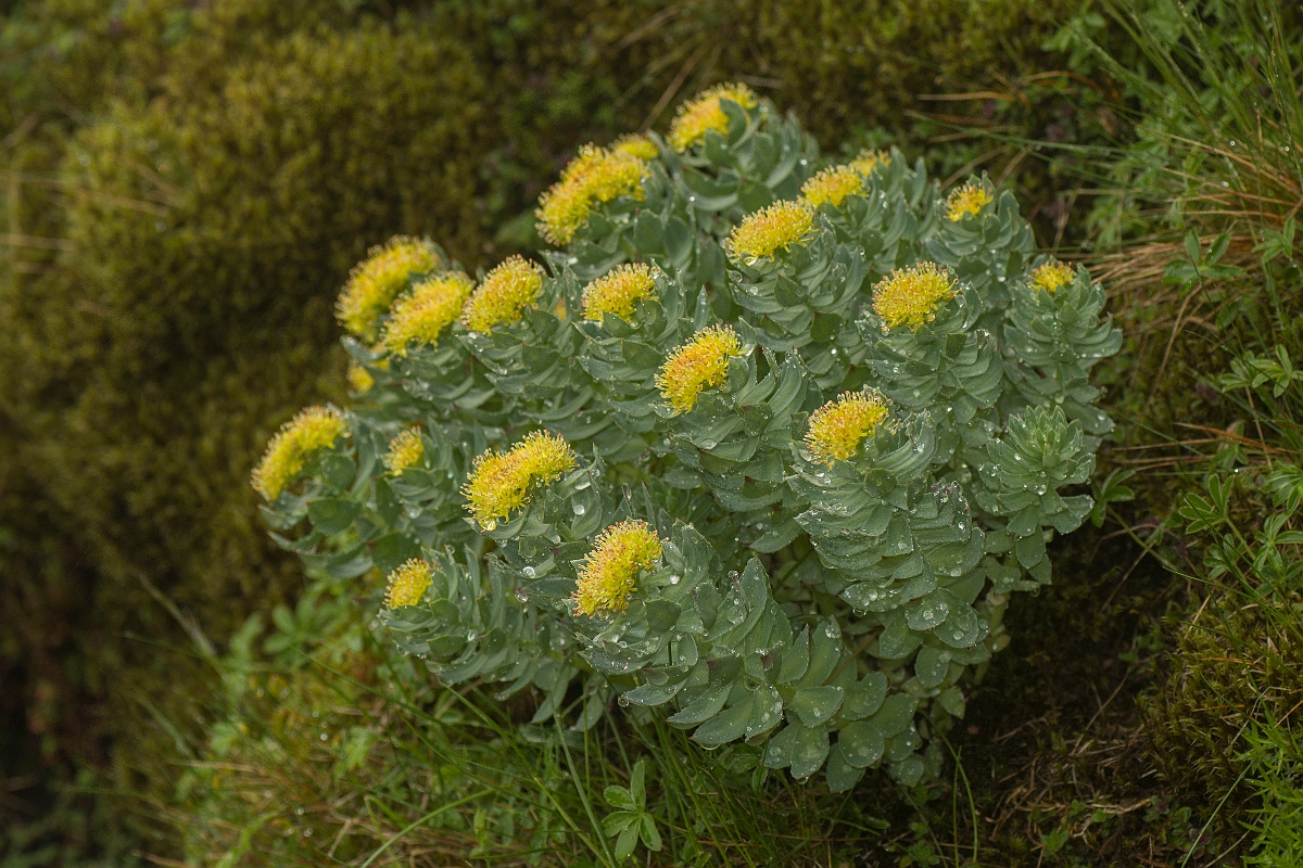 David Plant Photography - Wildlife Photography - Roseroot - A.jpg - Roseroot - Perthshire