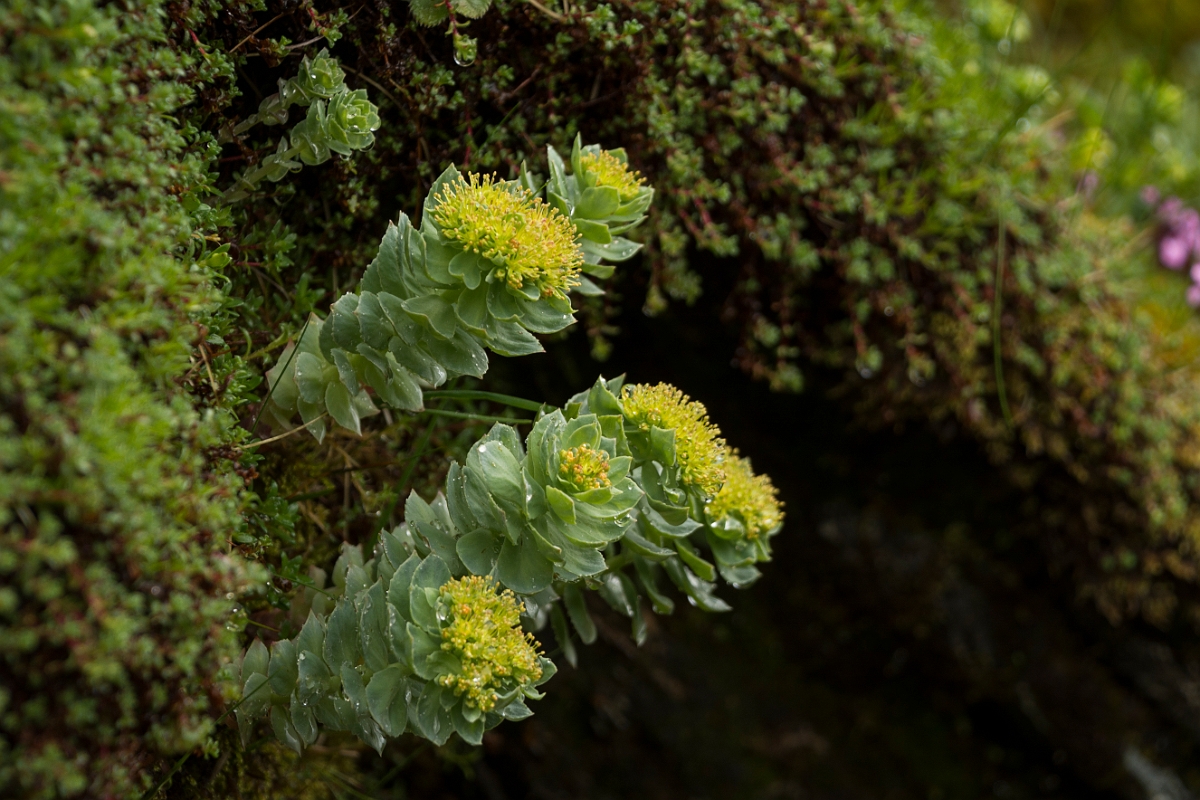 David Plant Photography - Wildlife Photography - Roseroot - D.jpg - Roseroot - Perthshire