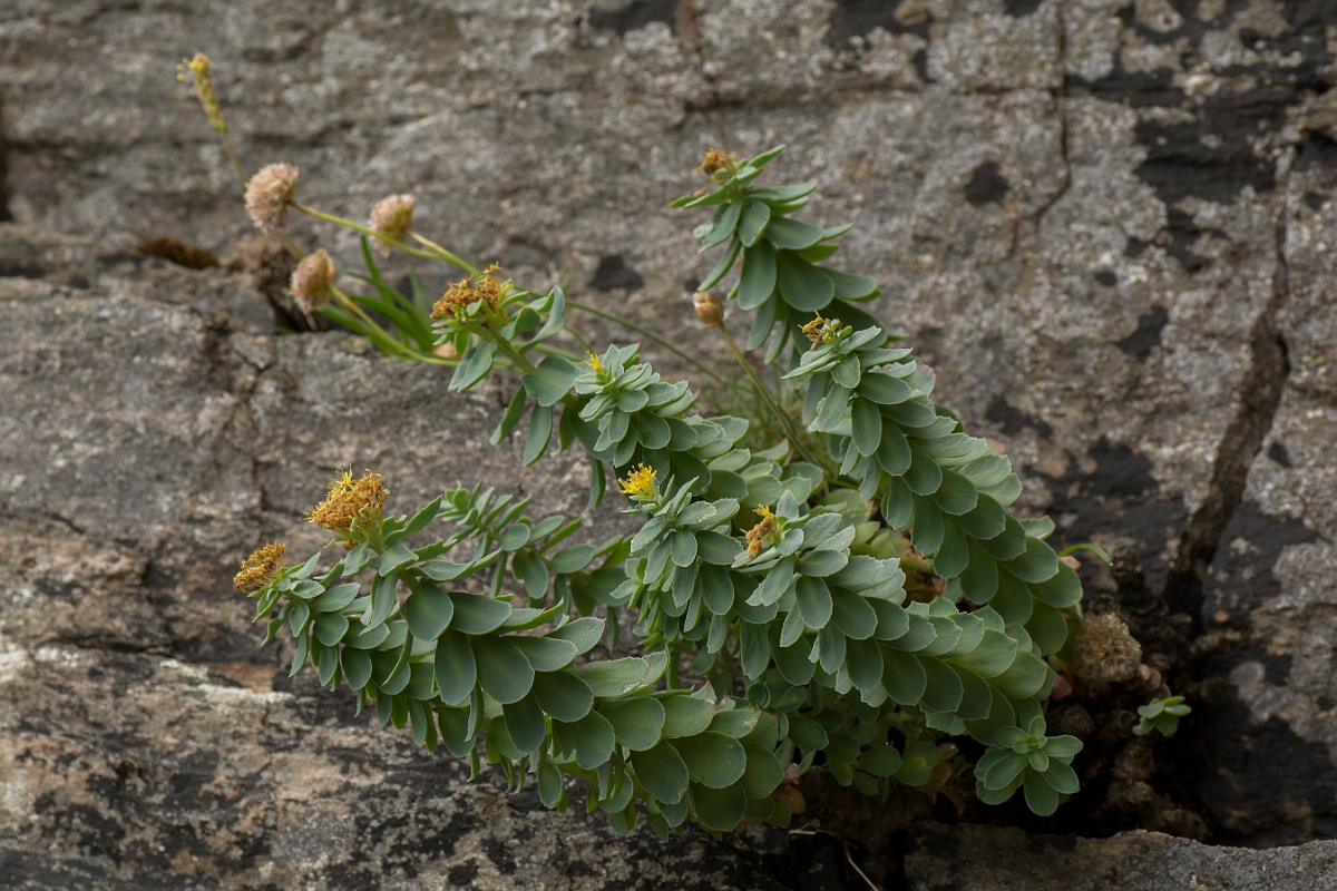 David Plant Photography - Wildlife Photography - Roseroot - E.jpg - Roseroot - Sutherland