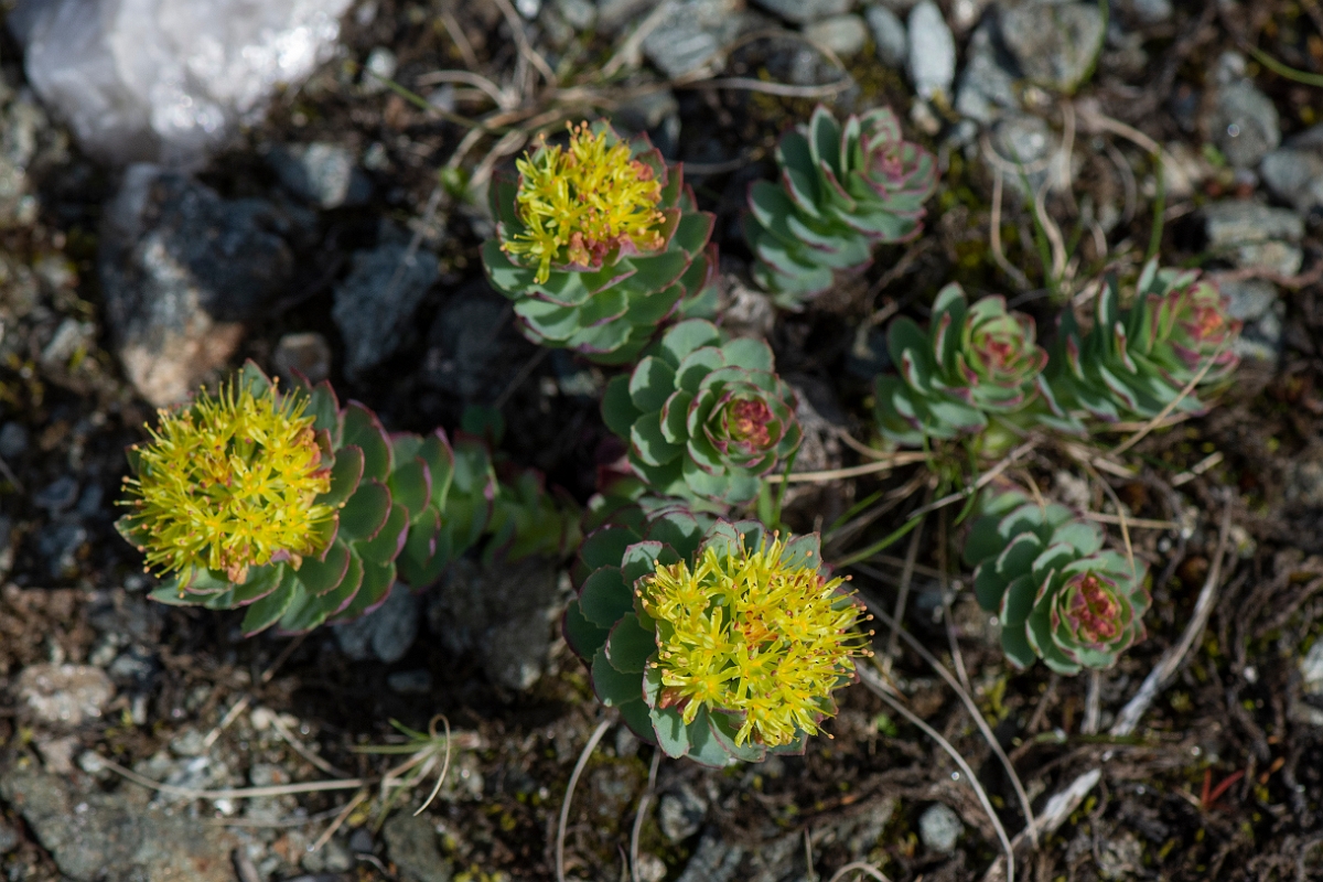 David Plant Photography - Wildlife Photography - Roseroot - F.JPG - Roseroot - Perthshire