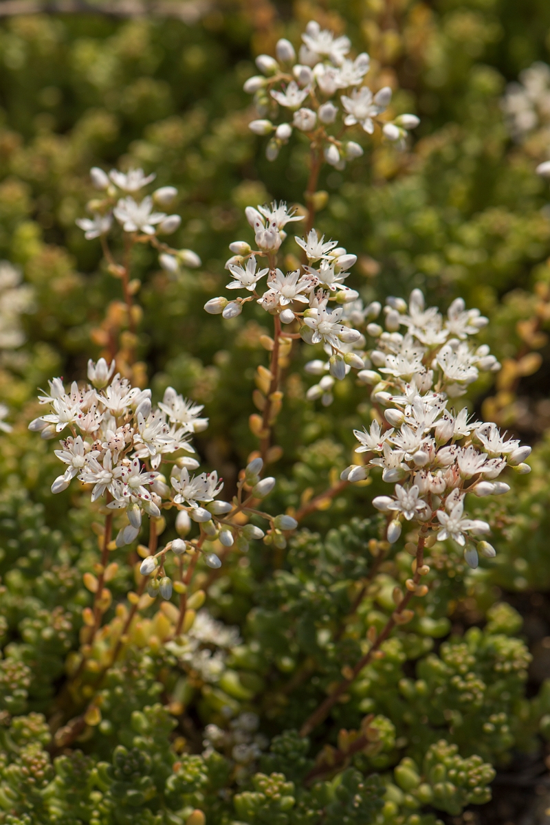 David Plant Photography - Wildlife Photography - White stonecrop - A.jpg - White stonecrop - Kent