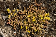 David Plant Photography - Wildlife Photography - Biting stonecrop - E