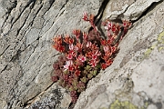 David Plant Photography - Wildlife Photography - English stonecrop - B