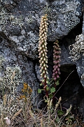 David Plant Photography - Wildlife Photography - Navelwort - A