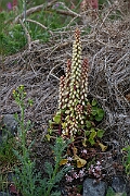 David Plant Photography - Wildlife Photography - Navelwort - B