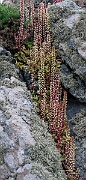 David Plant Photography - Wildlife Photography - Navelwort - C