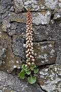 David Plant Photography - Wildlife Photography - Navelwort - D