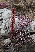 David Plant Photography - Wildlife Photography - Navelwort - E