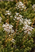 David Plant Photography - Wildlife Photography - White stonecrop - A
