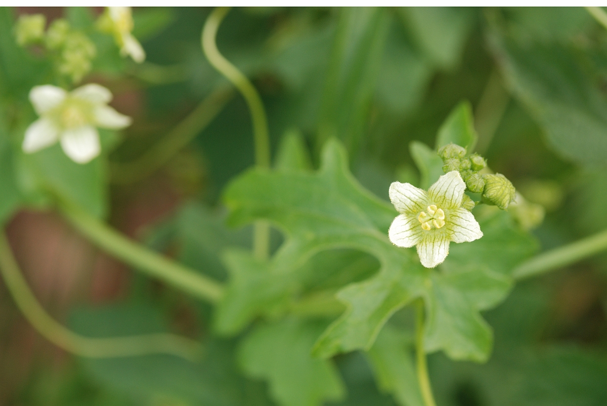 David Plant Photography - Wildlife Photography - White bryony - A.jpg - White bryony - Bedfordshire