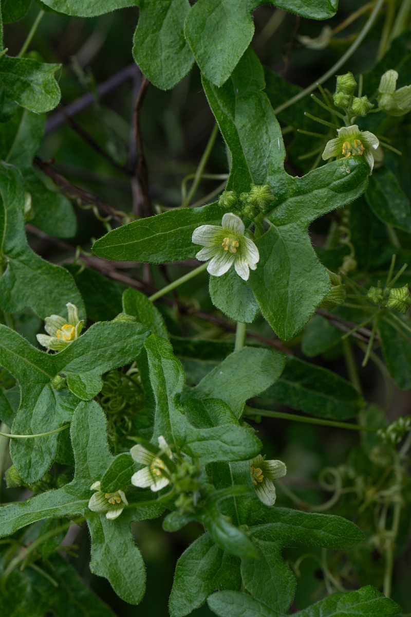 David Plant Photography - Wildlife Photography - White bryony - B.jpg - White bryony - Suffolk