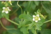 David Plant Photography - Wildlife Photography - White bryony - A
