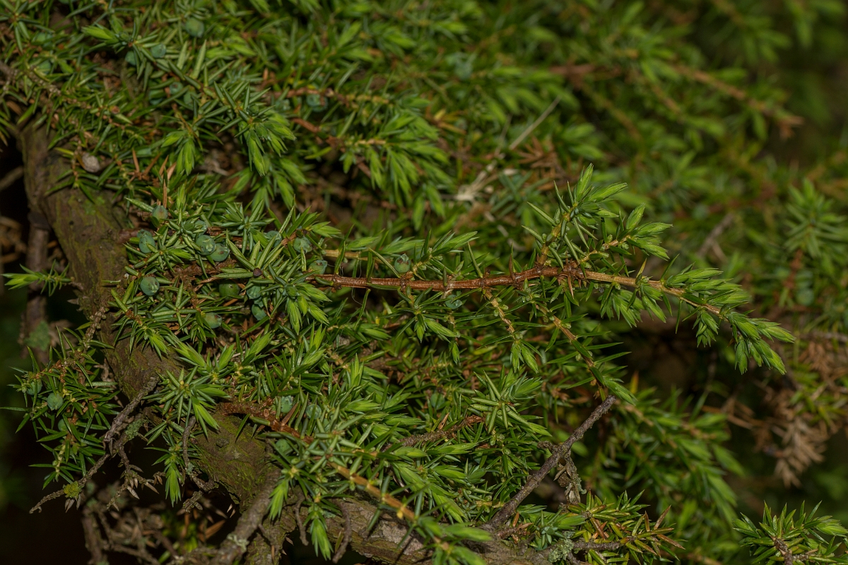 David Plant Photography - Wildlife Photography - Juniper - A.jpg - Juniper - County Durham
