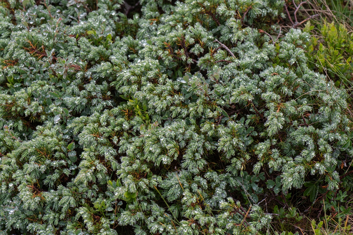 David Plant Photography - Wildlife Photography - Prostrate juniper - A.JPG - Prostrate juniper - Cairngorms