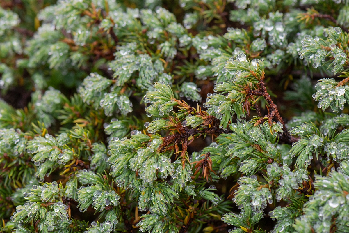 David Plant Photography - Wildlife Photography - Prostrate juniper - B.JPG - Prostrate juniper - Cairngorms