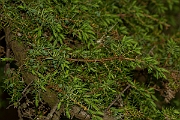 David Plant Photography - Wildlife Photography - Juniper - A