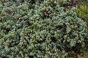 David Plant Photography - Wildlife Photography - Prostrate juniper - A