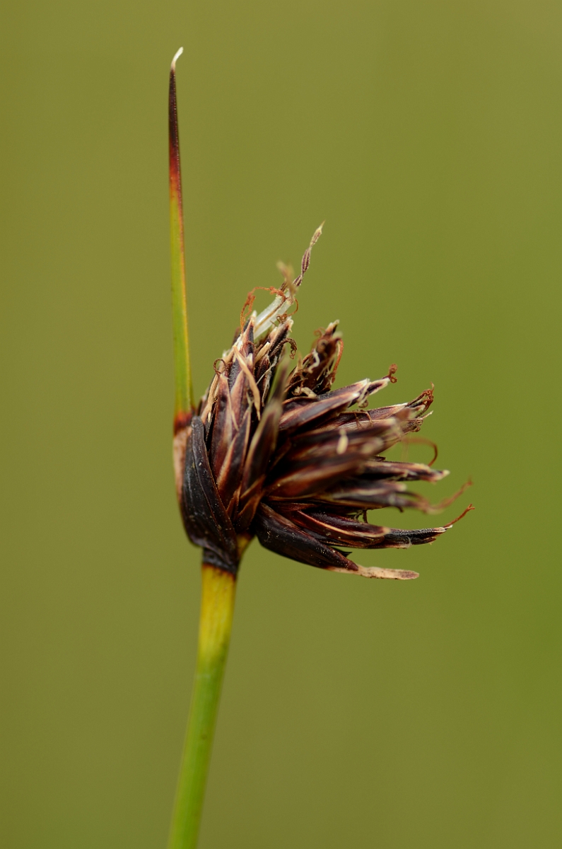 David Plant Photography - Wildlife Photography - Black bog-rush - A.jpg - Black bog-rush - Norfolk