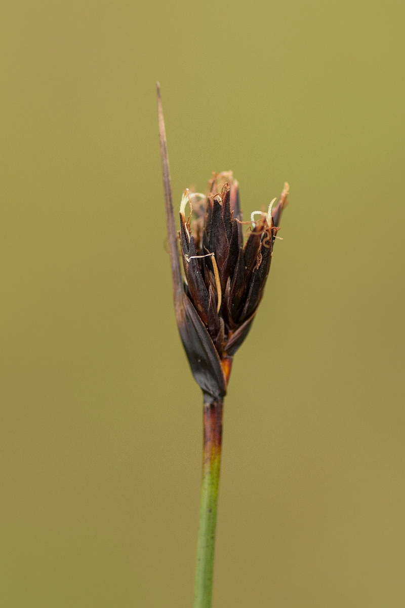 David Plant Photography - Wildlife Photography - Black bog-rush - B.jpg - Black bog-rush - Sutherland