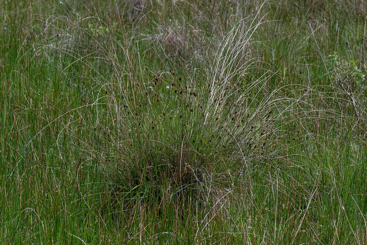 David Plant Photography - Wildlife Photography - Black bog-rush - C.jpg - Black bog-rush - Norfolk