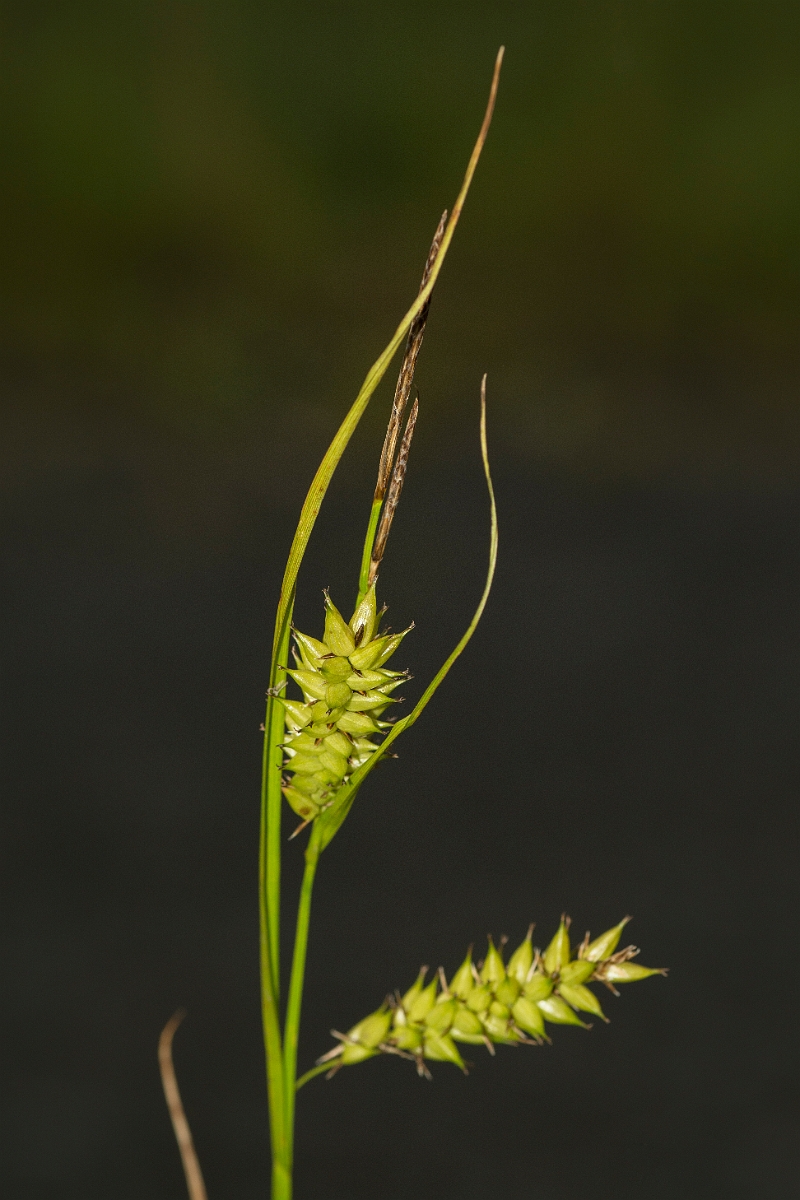 David Plant Photography - Wildlife Photography - Bladder sedge - B.jpg - Bladder sedge - Ayrshire