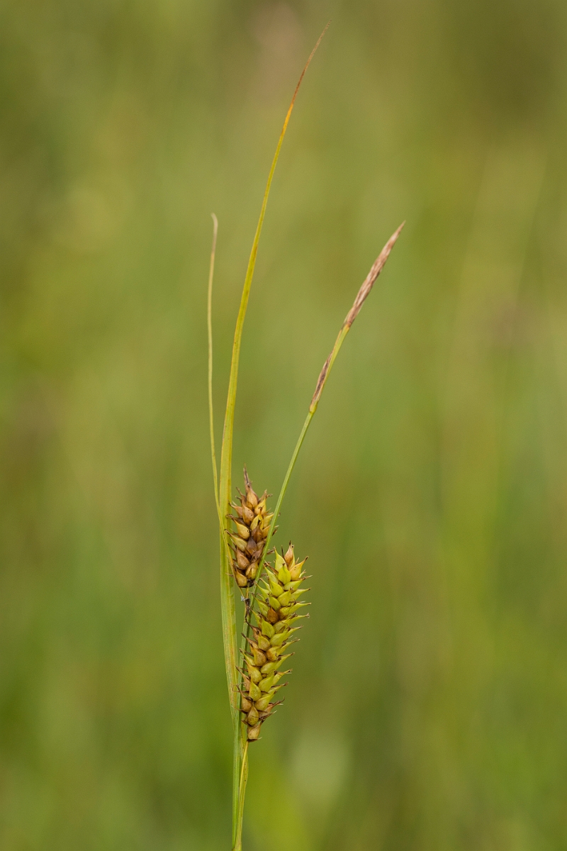 David Plant Photography - Wildlife Photography - Bladder sedge - C.jpg - Bladder sedge - Ayrshire
