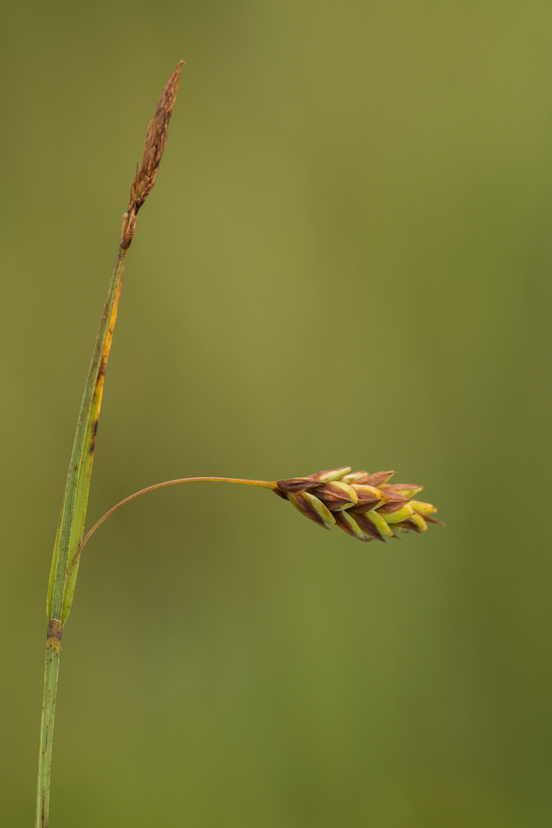 David Plant Photography - Wildlife Photography - Bog sedge - A.jpg - Bog sedge - Ayrshire