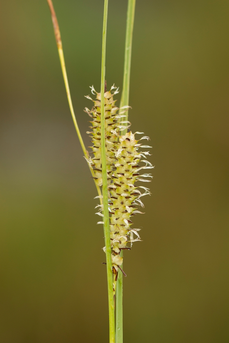 David Plant Photography - Wildlife Photography - Bottle sedge - D.jpg - Bottle sedge - Ayrshire