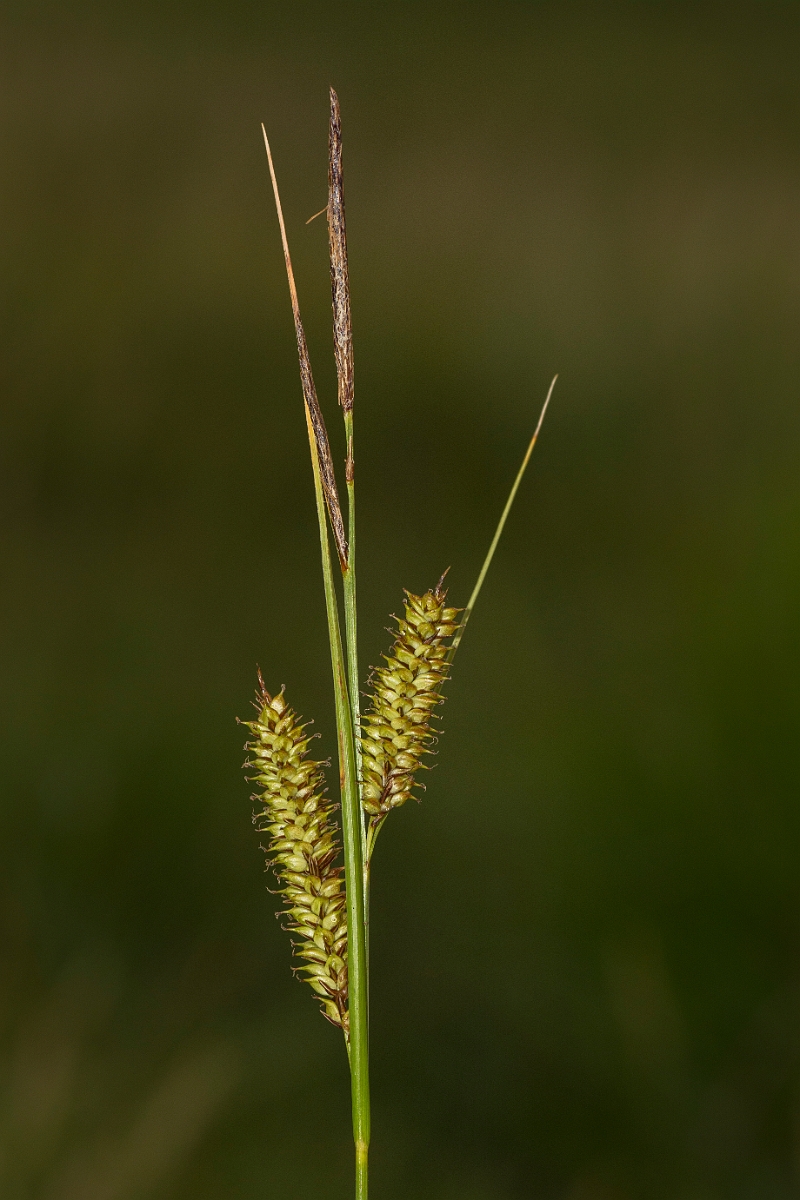 David Plant Photography - Wildlife Photography - Bottle sedge - F.jpg - Bottle sedge - Ayrshire