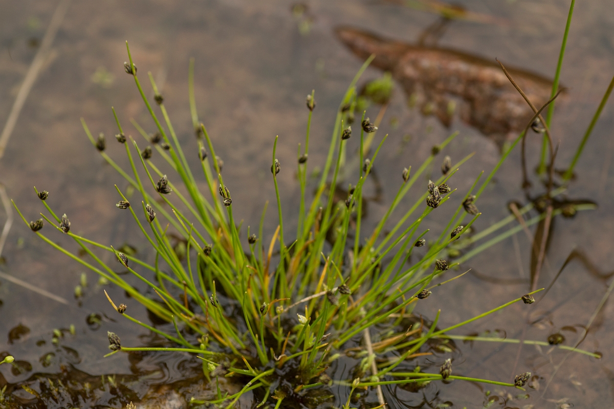 David Plant Photography - Wildlife Photography - Bristle club-rush - A.jpg - Bristle club-rush - Sutherland