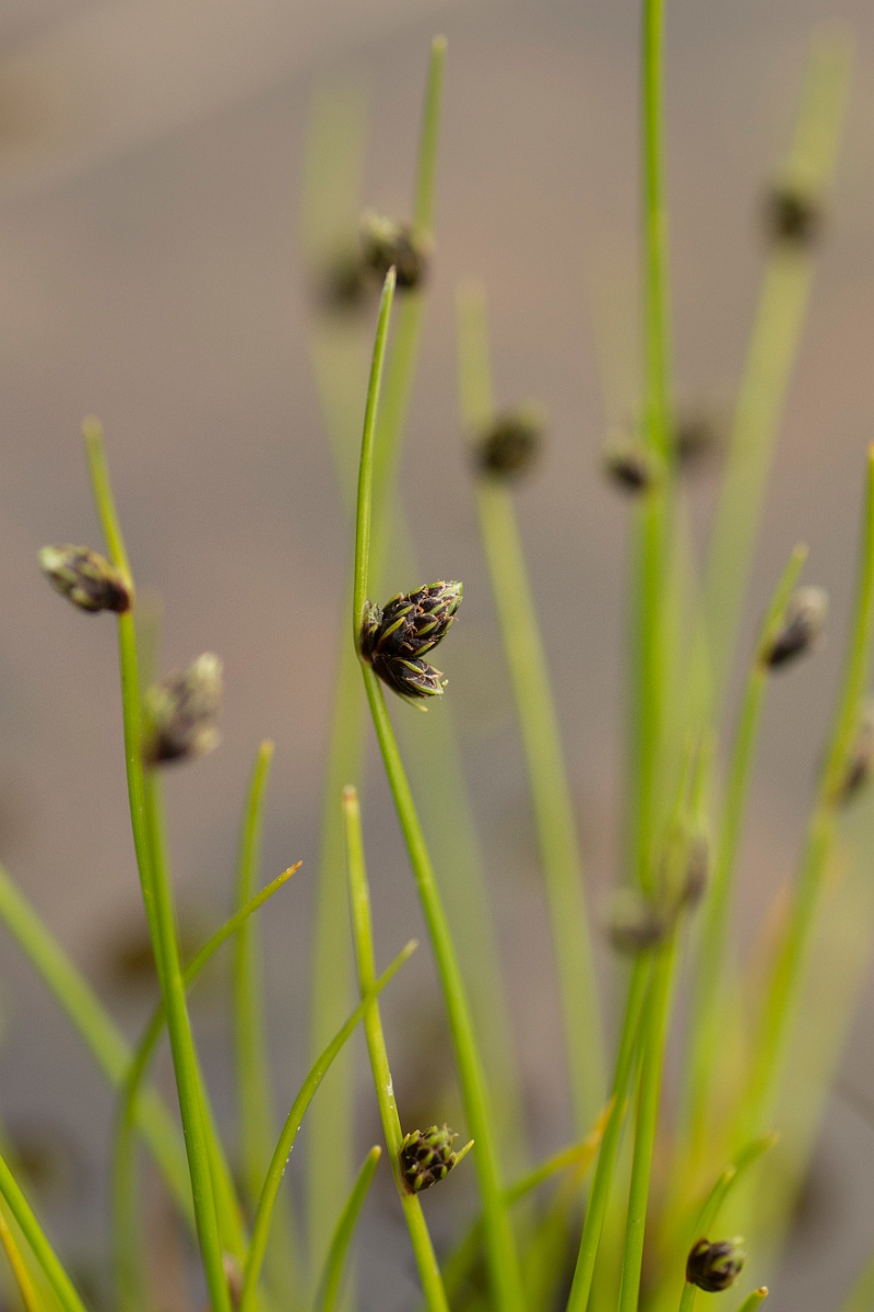 David Plant Photography - Wildlife Photography - Bristle club-rush - B.jpg - Bristle club-rush - Sutherland