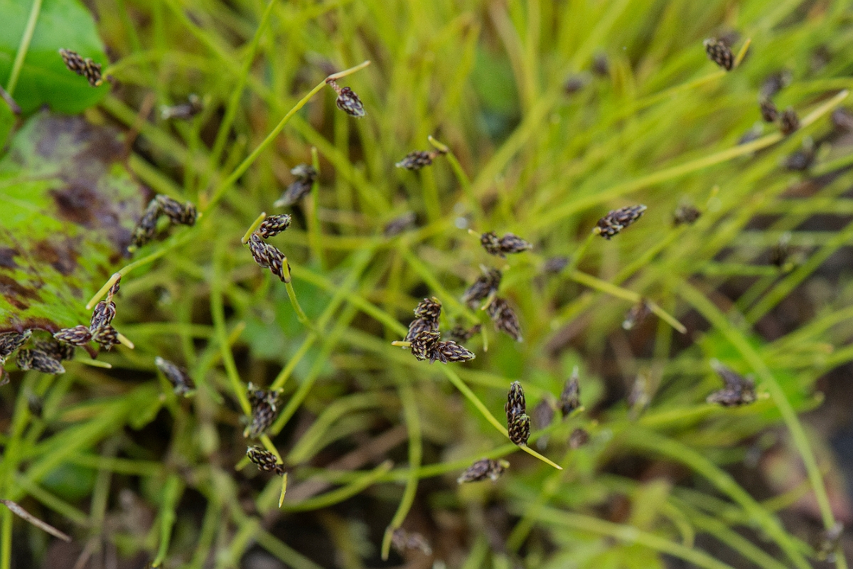 David Plant Photography - Wildlife Photography - Bristle club-rush - G.JPG - Bristle club-rush - Dumfries and Galloway