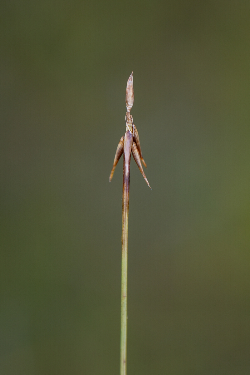 David Plant Photography - Wildlife Photography - Bristle sedge - A.jpg - Bristle sedge - Perthshire