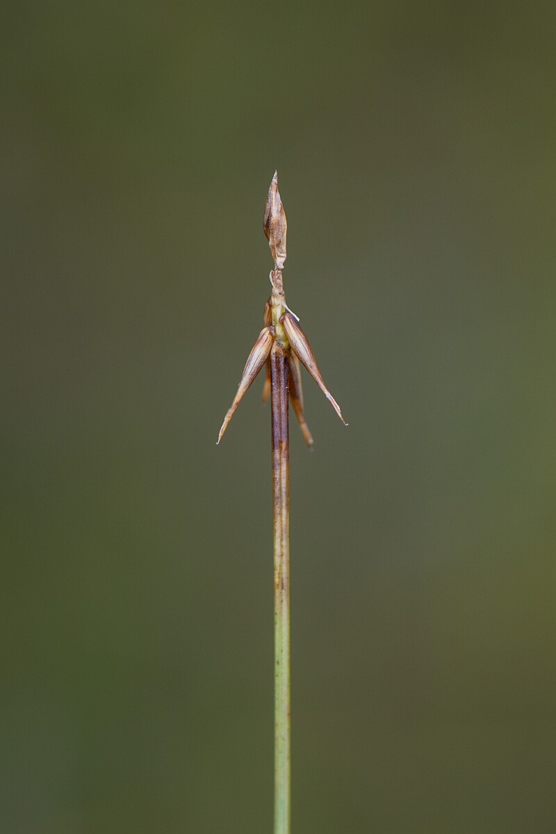 David Plant Photography - Wildlife Photography - Bristle sedge - B.jpg - Bristle sedge - Perthshire