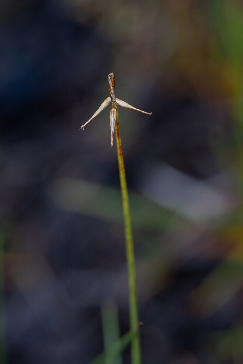 David Plant Photography - Wildlife Photography - Bristle sedge - F.jpg - Bristle sedge - Perthshire