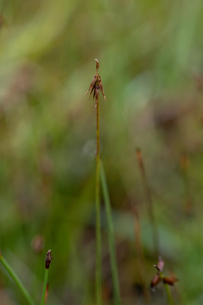 David Plant Photography - Wildlife Photography - Bristle sedge - G.jpg - Bristle sedge - Perthshire