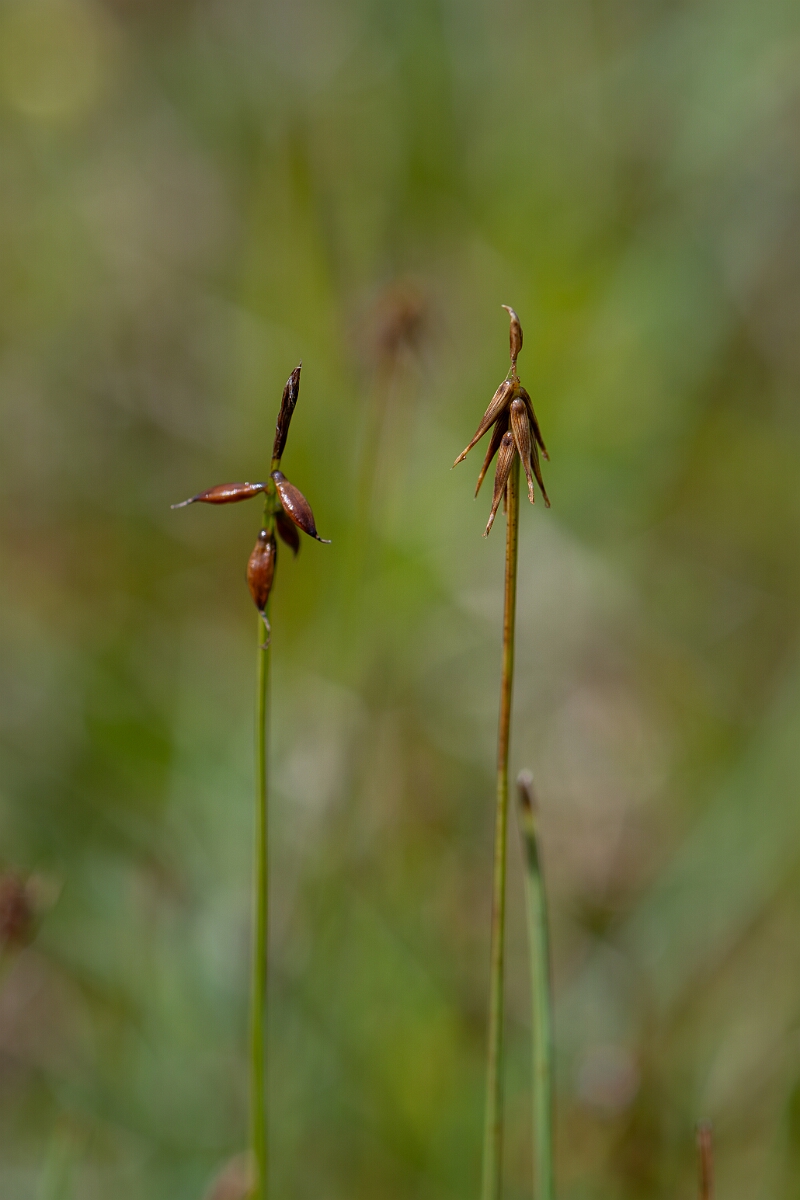 David Plant Photography - Wildlife Photography - Bristle sedge - H.jpg - Bristle and flea sedge - Perthshire