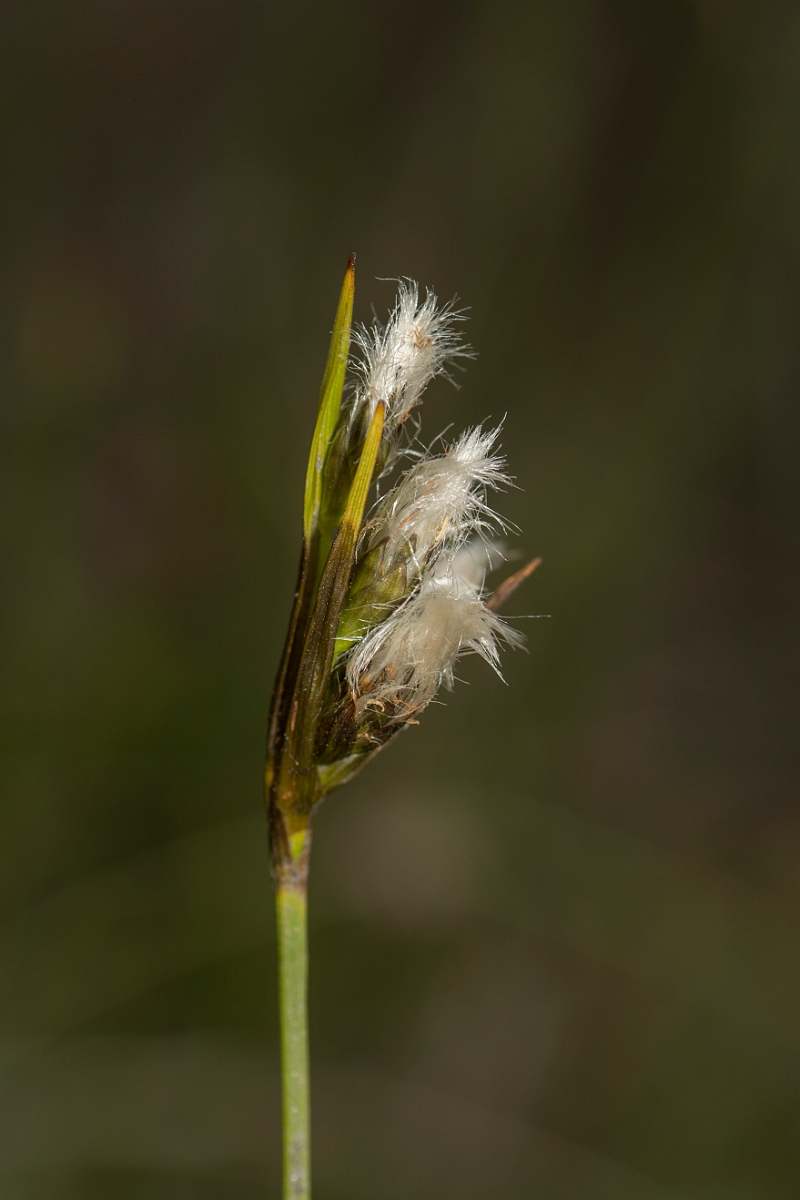 David Plant Photography - Wildlife Photography - Broad-leaved cotton-grass - A.jpg - Broad-leaved cotton-grass - Perthshire