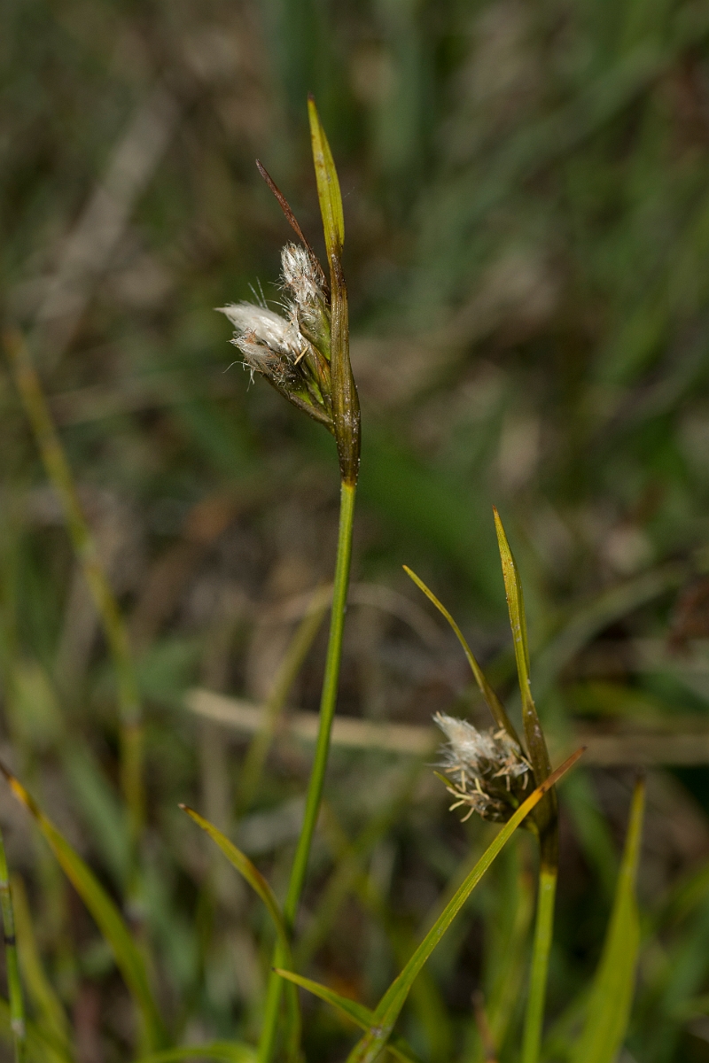 David Plant Photography - Wildlife Photography - Broad-leaved cotton-grass - B.jpg - Broad-leaved cotton-grass - Perthshire