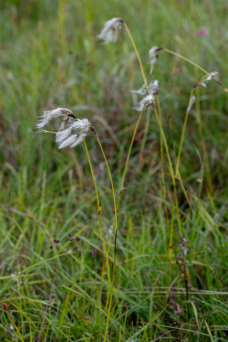 David Plant Photography - Wildlife Photography - Broad-leaved cotton-grass - E.jpg - Broad-leaved cotton-grass - Perthshire