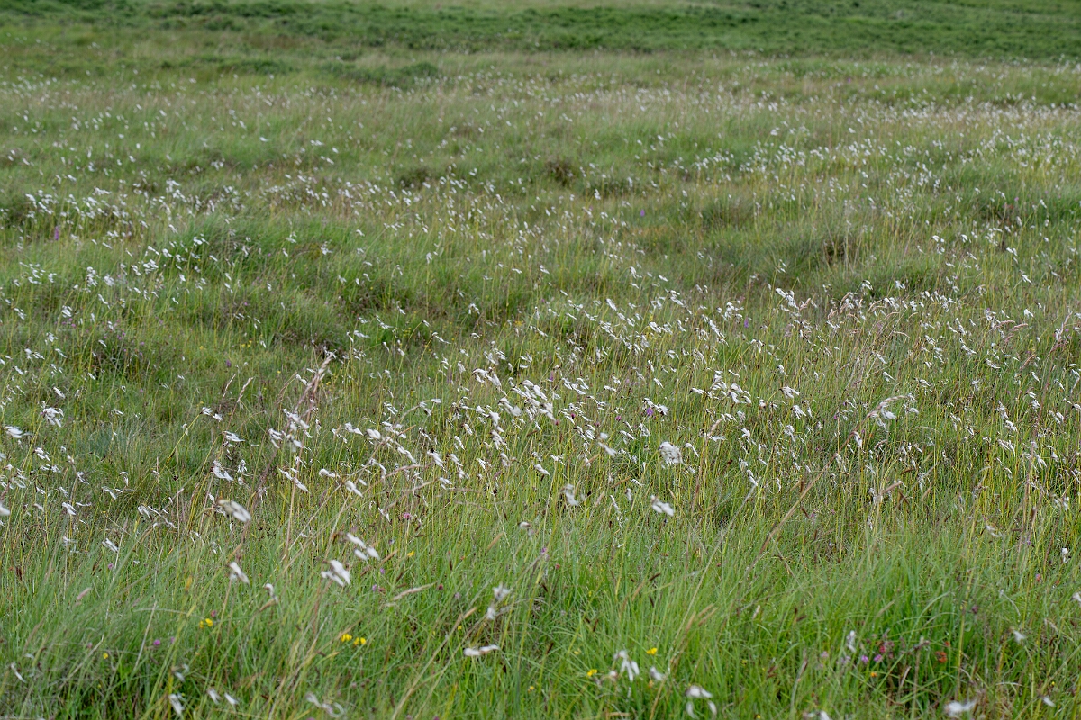 David Plant Photography - Wildlife Photography - Broad-leaved cotton-grass - F.jpg - Broad-leaved cotton-grass - Perthshire